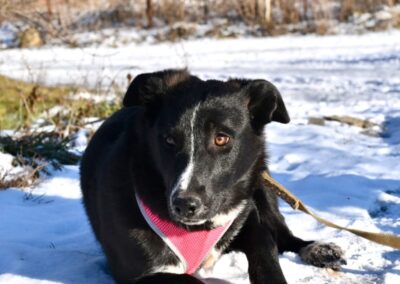 LADA- 10-month-old girl- lower medium size-Ukraine war dog- 14 February