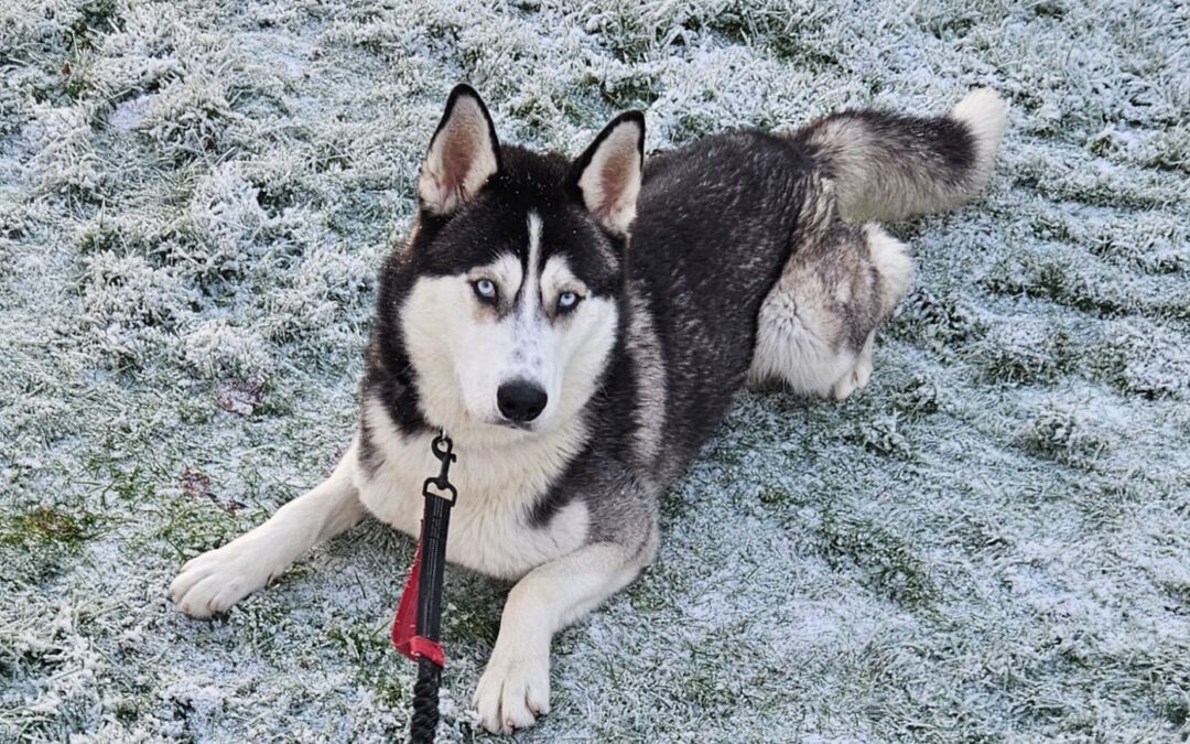 URGENT Foster or home:UK surrender(Derbyshire) : Bruno – 12 months old- Large- HuskyURGENT 