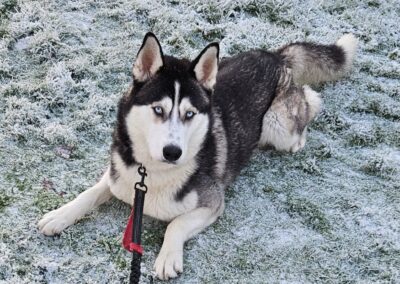 URGENT Foster or home:UK surrender(Derbyshire) : Bruno – 12 months old- Large- HuskyURGENT 