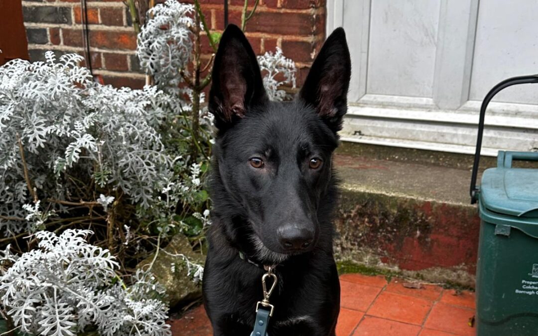 UK surrender (Colchester): SHADOW- 6 months old German Shephard boy-Reduced Fee