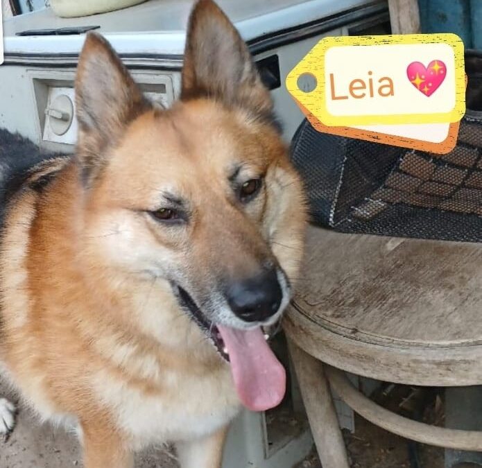 UK Based (Retford, DN22): LEIA-4,5 -year-old German Shepherd -upper medium girl-Ukraine war dog