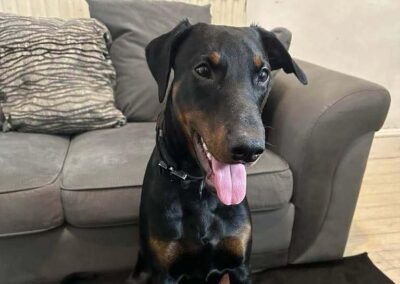 URGENT: UK surrender (West Midlands): Anubis- 15 month old boy -Large- Doberman cross- Fees reducedURGENT 