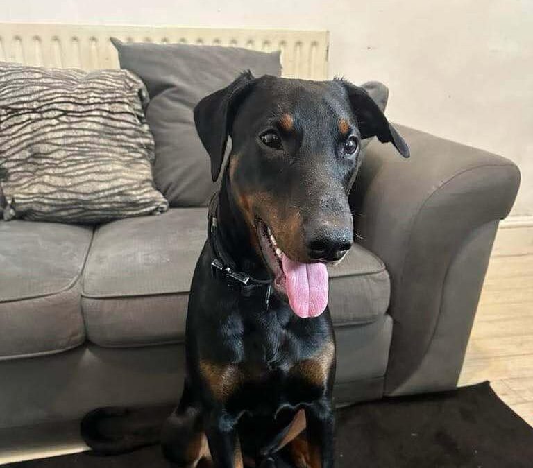 URGENT: UK surrender (West Midlands): Anubis- 15 month old boy -Large- Doberman cross- Fees reducedURGENT 