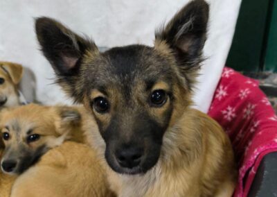 KARMELLA- 7 months old -small size-Chihuahua cross-arriving 24 January- Ukraine war dog