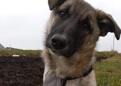 ALREADY IN UK (Sheffield, S2): KUZIA – 8 months old- smallish medium size boy -dachshund x German Shephard-Ukraine war dog