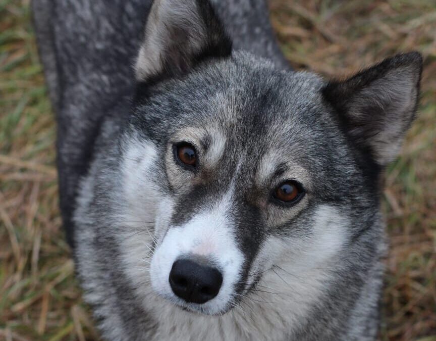 AYVA-2-year-old – lower-medium size girl- Ukraine war dog-arriving 28 February