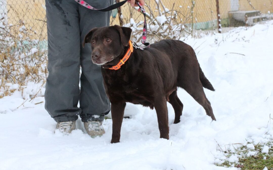 ADEL-5.5–6 yearold Labrador (or cross) girl- medium size- Ukraine war dog- arriving 28 February