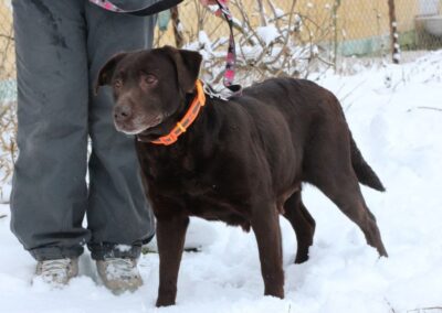 ADEL-5.5–6 yearold Labrador (or cross) girl- medium size- Ukraine war dog- arriving 28 February