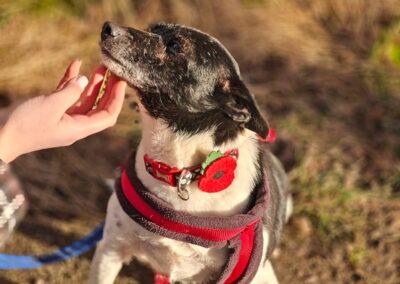 COOKIE-6 years old girl-small size- Ukraine war dog- arriving 28 February