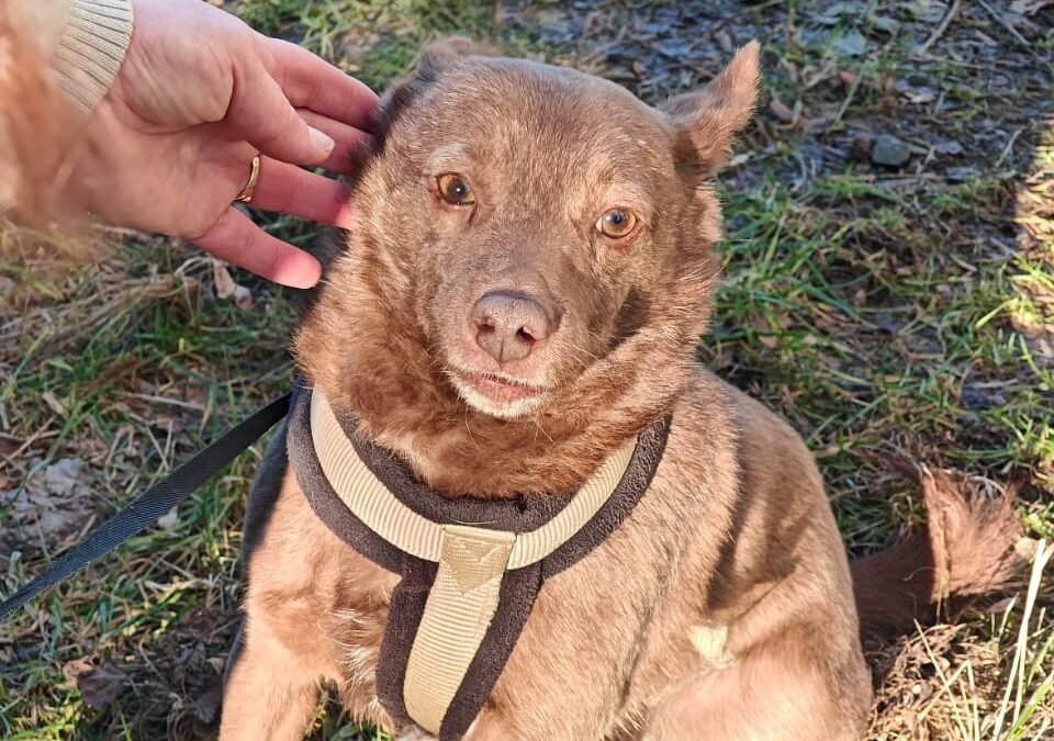 ERIC-6 years old-small size boy- Ukraine war dog- arriving 28 February