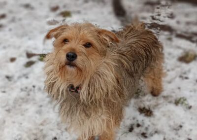 Normen-2-year old -upper-small sized boy-Yorkshire Terrier cross- Ukraine war dog- arriving 28 February