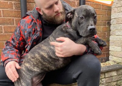 UK SURRENDER (Milton Keynes North, MK46)-PRESLEY- 9-month-old girl -large- Cane Corso x Labrador- reduced fee