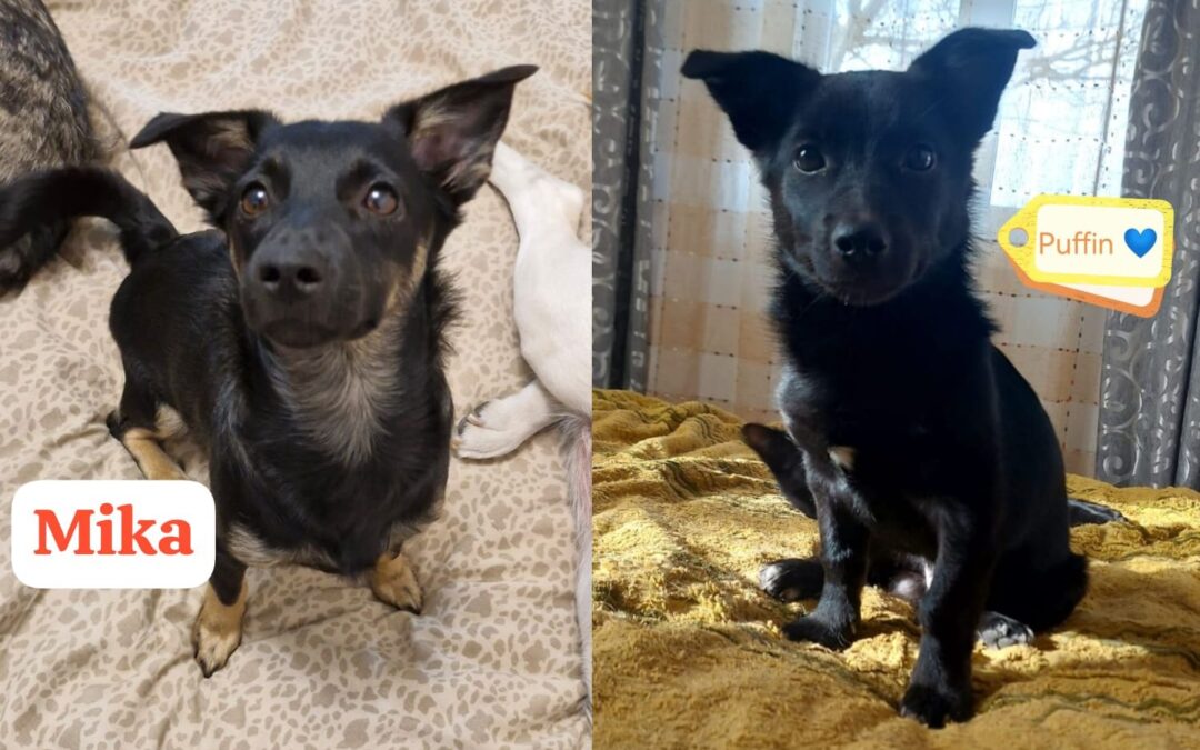 Puffin (boy) and Mika (girl) – small size 6.5 months old puppies- together or separately-Ukraine war dog- arriving 28 February