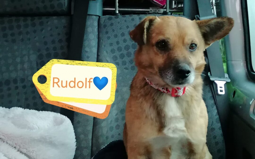 RUDOLF- small size, 5-6 years old boy- Ukraine war dog- arriving 28 February