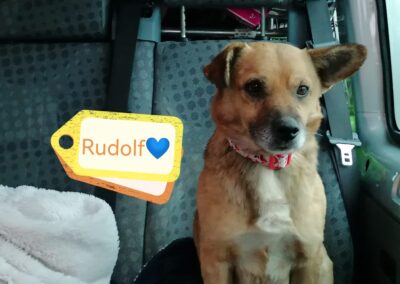 RUDOLF- small size, 5-6 years old boy- Ukraine war dog- arriving 28 February