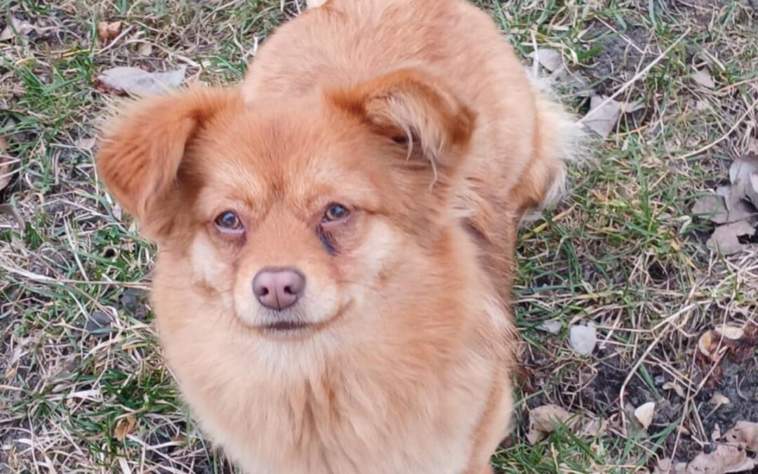 MISSY- 1-year-old tiny girl- Kokoni type -Ukraine war dog- arriving 28 February