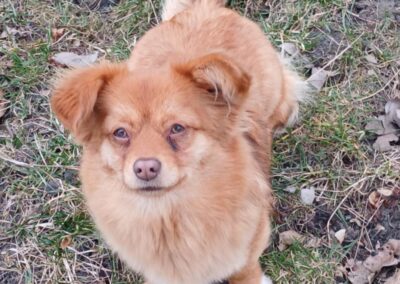 MISSY- 1-year-old tiny girl- Kokoni type -Ukraine war dog- arriving 28 February