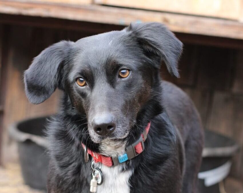 Already in UK (HUDDERSFIELD, HD4):BUFFY-low medium- 4.5–5 years old- Ukraine war dog