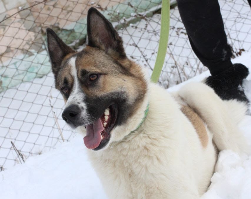 GERDA – 4.5-year-old -medium-large girl- Ukraine war dog-arrival 28 March