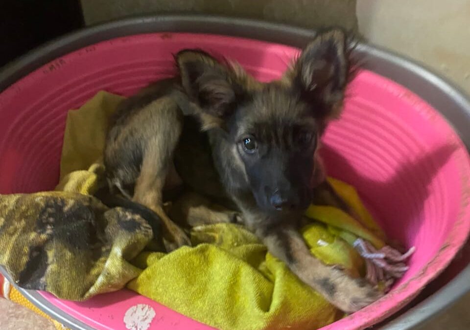Ashly- 6.5-month-old small-to-medium girl- Ukraine war dog-arrival 11 April