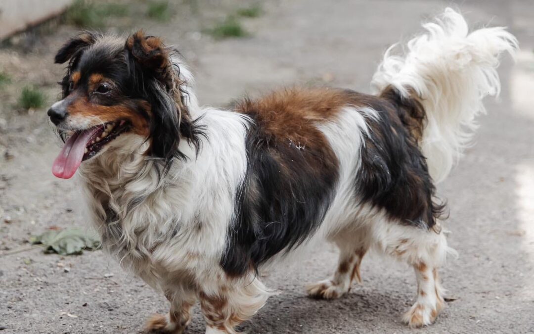 CARRIE-small- 3 years old- Spaniel cross-Ukraine war dog-arrival 28 March