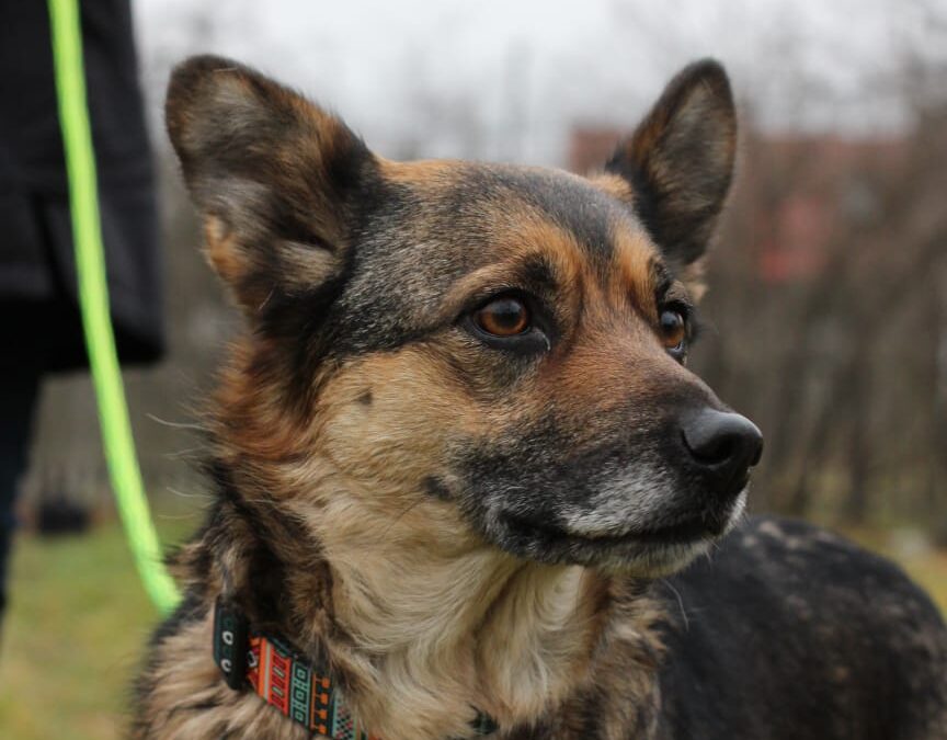 BERTA- 3.5-year-old girl -lower medium sized- Ukraine war dog-arrival 28 March