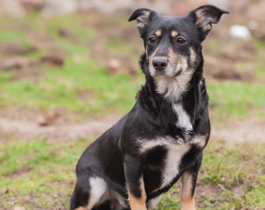 MOLLY – small 3-year-old girl – Dachshund cross- Ukraine war dog-arrival 28 March
