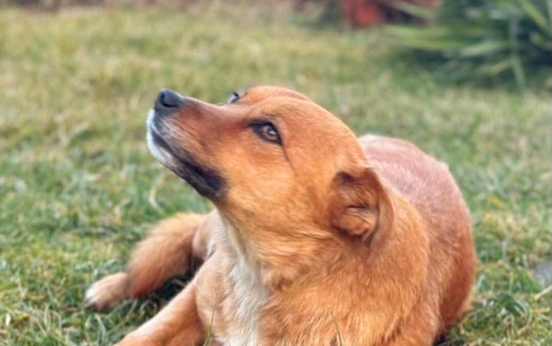 REDA- 2-year-old- smallish medium girl- Ukraine war dog-arrival 28 March