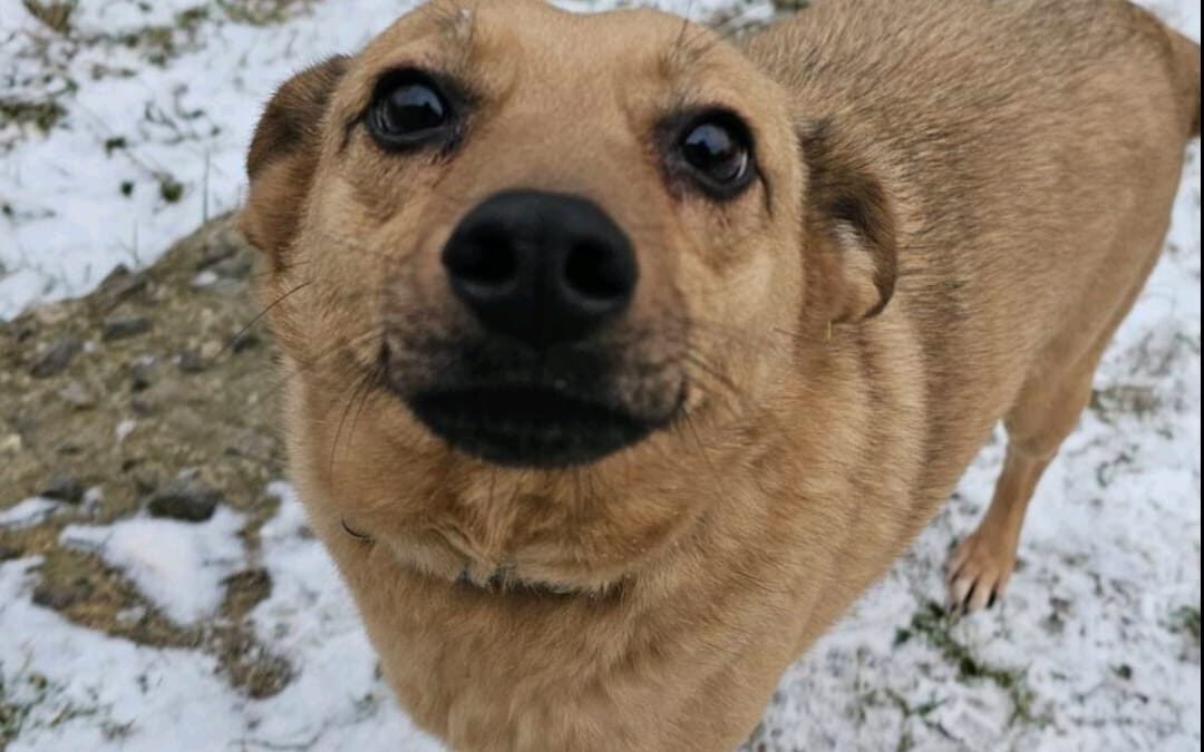 MARIELLA-2-year old-smallish medium girl- Ukraine war dog-arrival 28 March