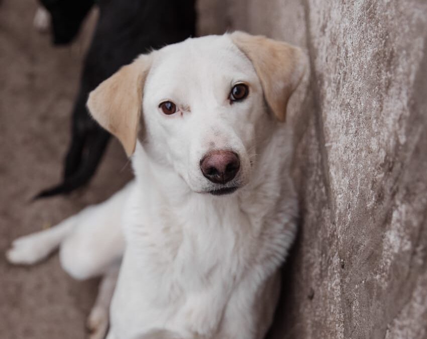 Greta-2 years old-lower medium sized girl-smallish Labrador cross- Ukraine war dog-arrival  in mid-June
