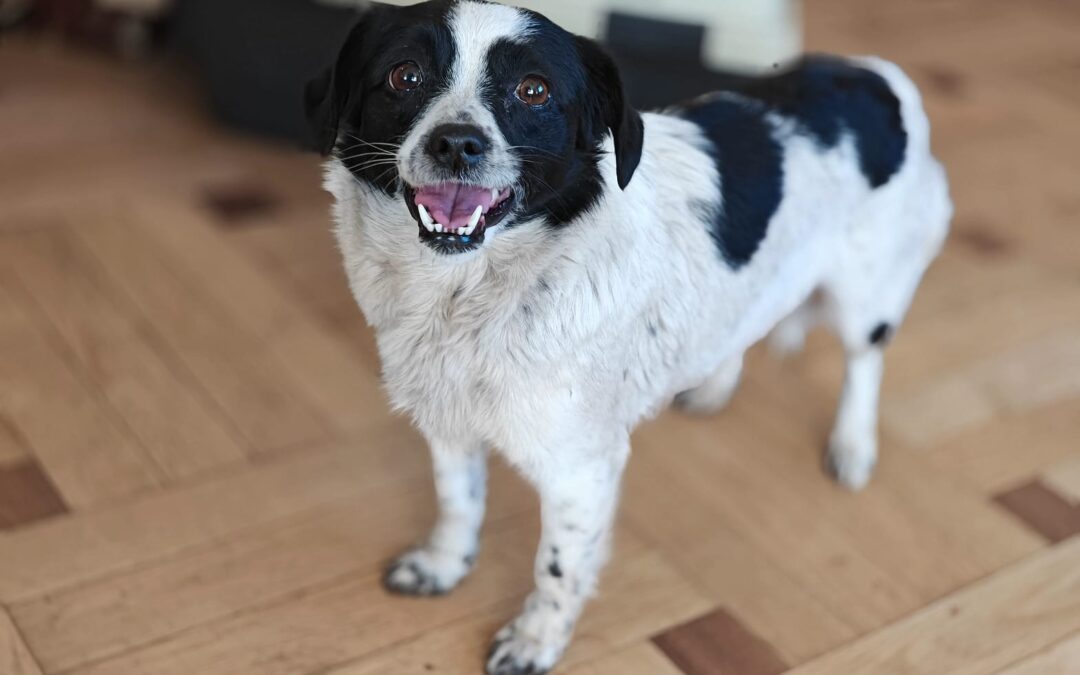 VIOLA-1.5-year-old – small size girl- Ukraine war dog-arrival 28 March