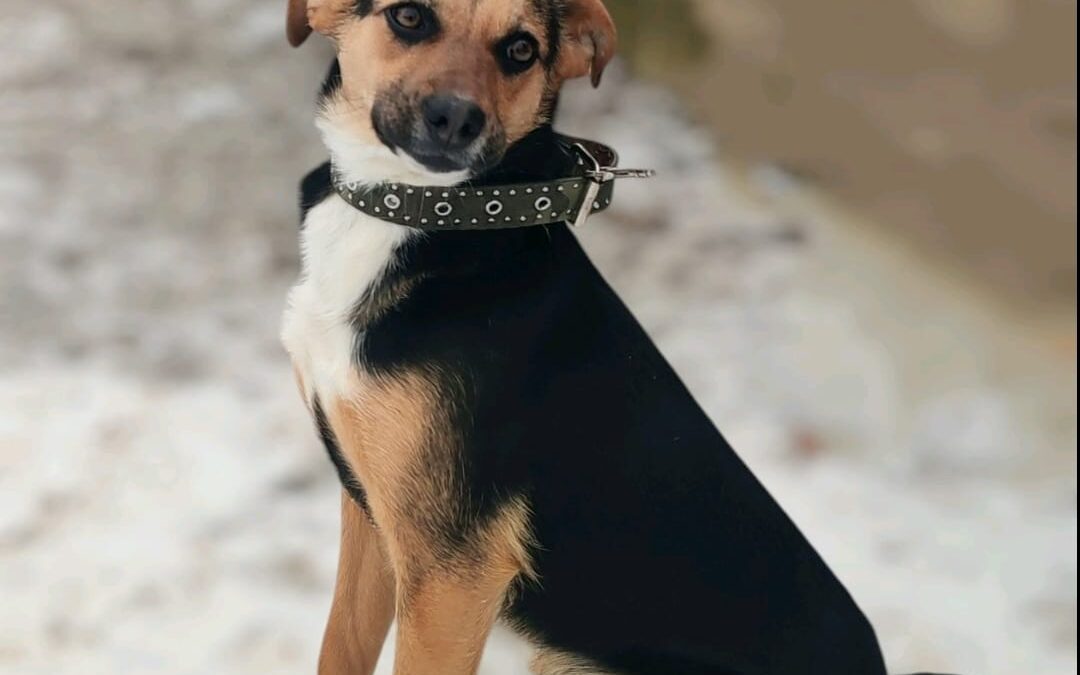 KIRA-1-year-old- upper-small girl- Ukraine war dog-arrival 28 March