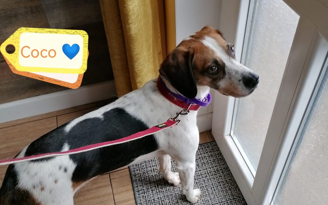 UK SURRENDER (Newark, NG24): COCO- 4-year-old Beagle boy- Reduced Fees
