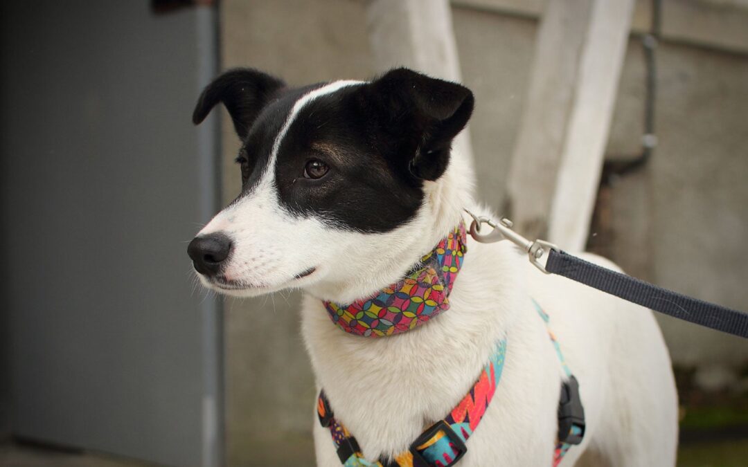 Beema -10-month-old-medium-sized girl- Ukraine war dog-arrival after Easter