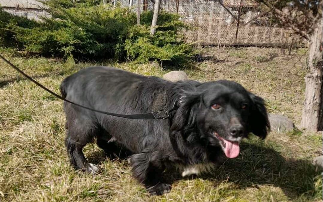 Kerry-1.5-year-old small girl- likely Spaniel/Dachshund cross- Ukraine war dog-arrival 11 April