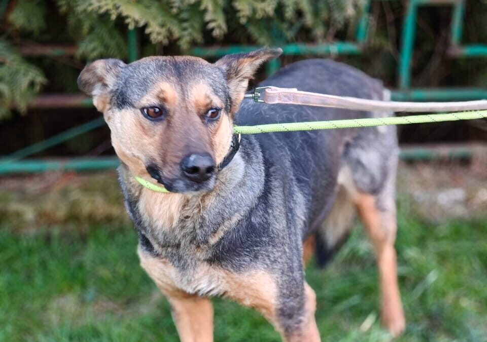 Tara-4-year-old medium-sized girl- Ukraine war dog
