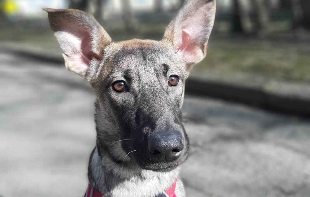 Cassandra- 9–10-month-old upper-medium-sized girl- GSD cross– Ukraine war dog-arrival 11 April