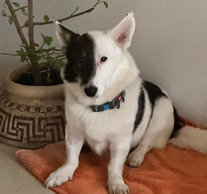 Timo – small boy 4–5 years- Ukraine war dog-arrival 11 April