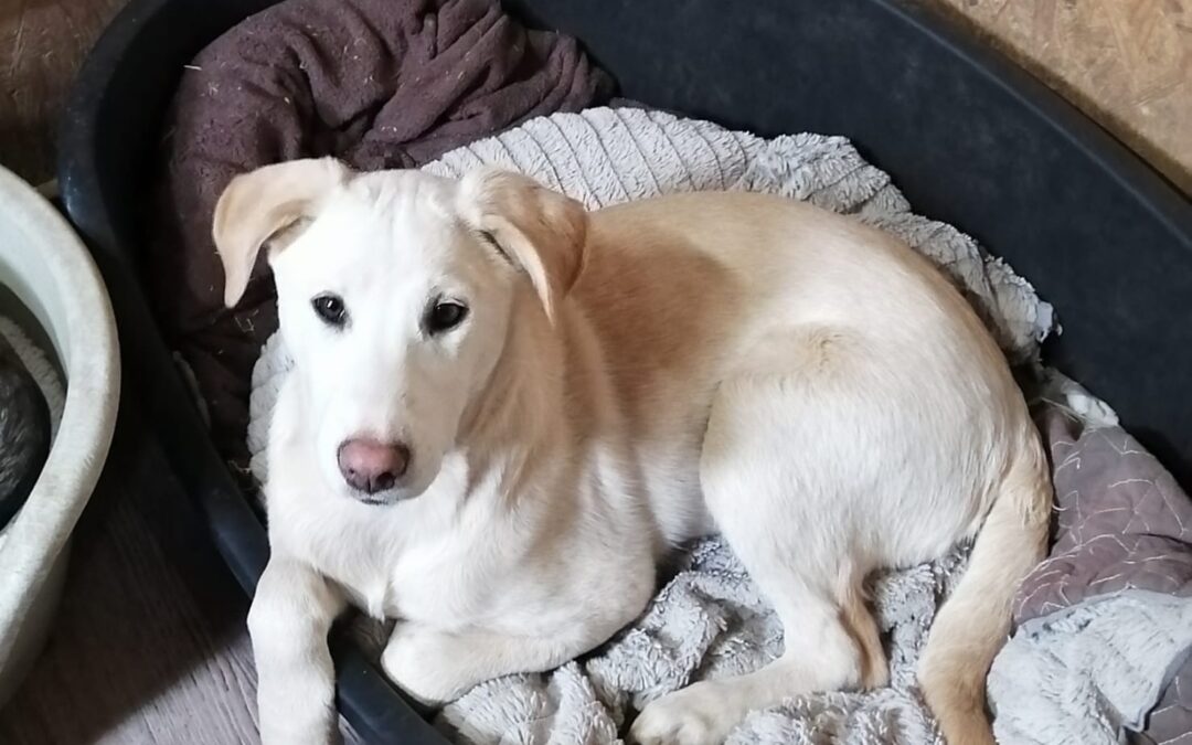 Bella- 6.5 month-old medium-sized girl- Ukraine war dog-arrival 11 April