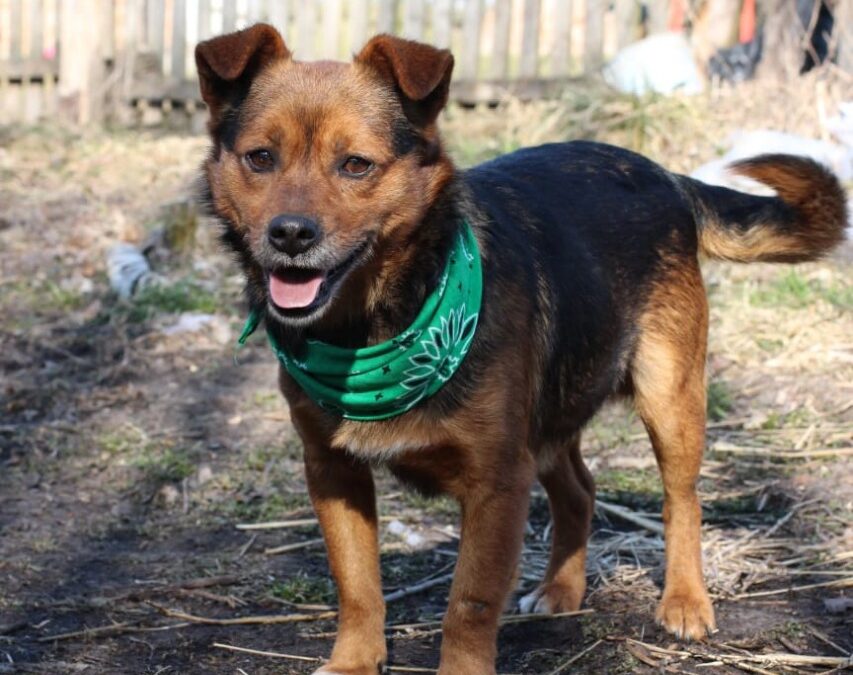 MARVIN – small size-m- 3-4 years old- Ukraine war dog-arrival 28 March