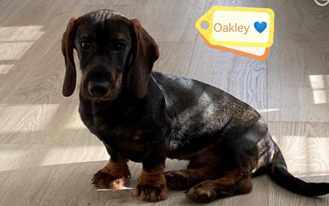 UK Surrender(Folkestone, CT19): OAKLEY-2-year-old male-wire-haired Dachshund