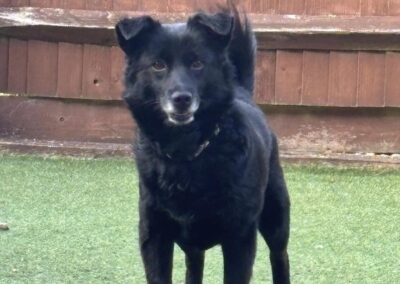 Already in UK (Eastbourne BN21): MAVIK-3-4 years old-small- Ukraine war dog-