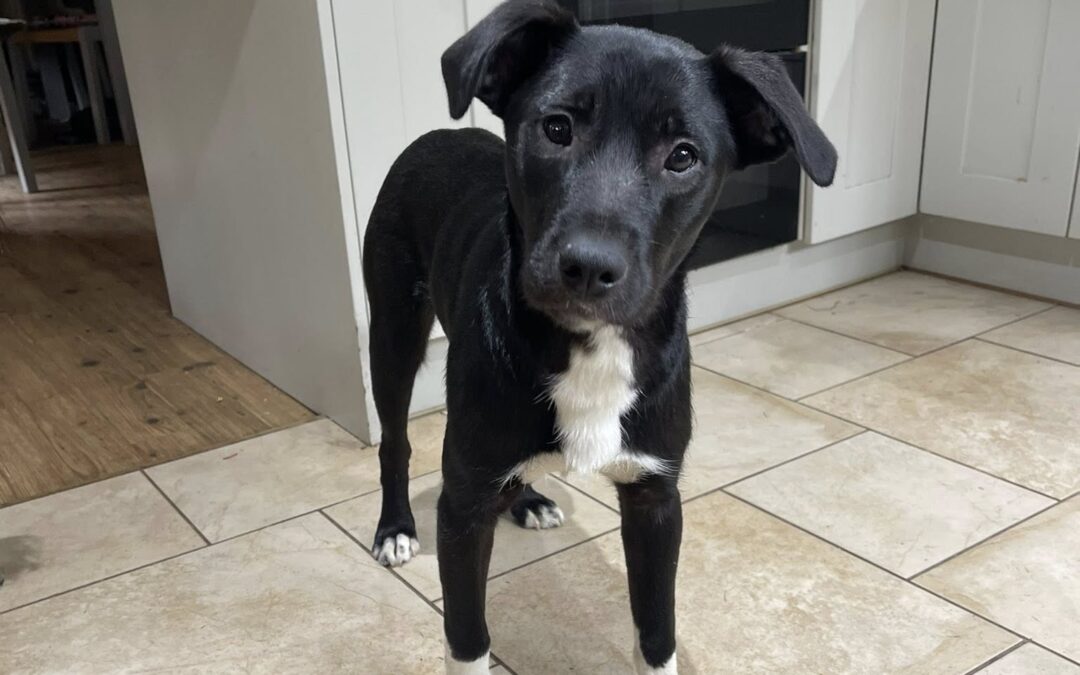 UK Based (Chester CH4) Rocky-8 months old- lower medium sized boy-Staffordshire Terrier mix