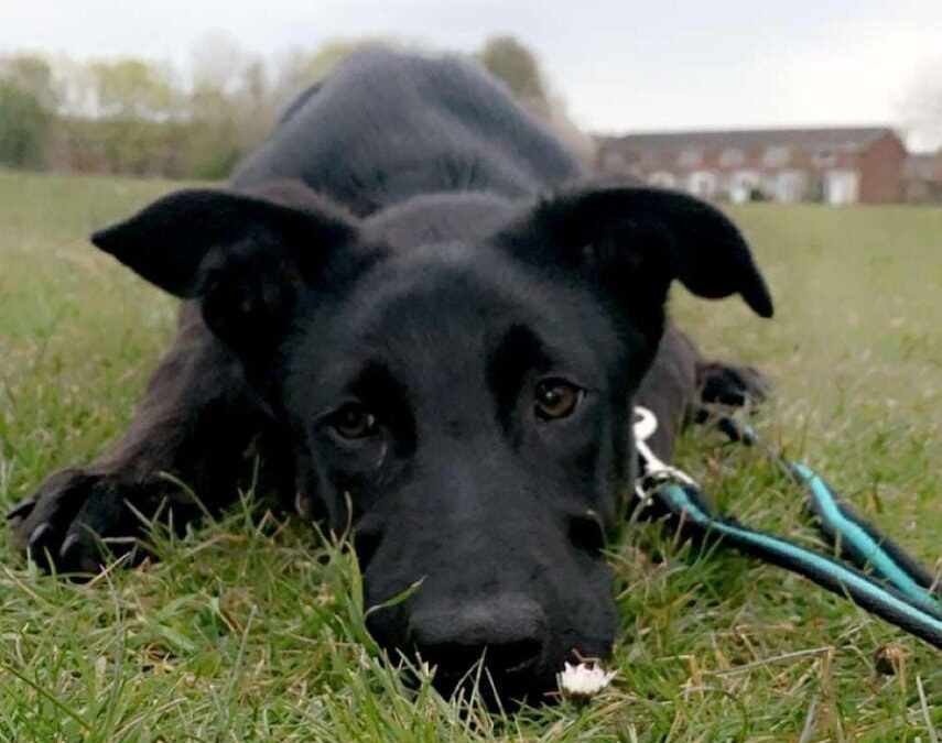 URGENT:UK Surrender (Overstone, NN6):Hartley-4.5 years-upper-medium boy- REDUCED FEES
