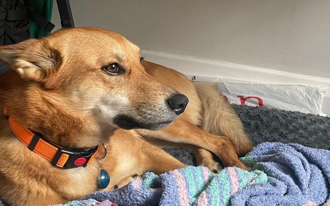 UK Surrender (London, N32): NUGGET-4 years old- medium-sized boy- Reduced Fee
