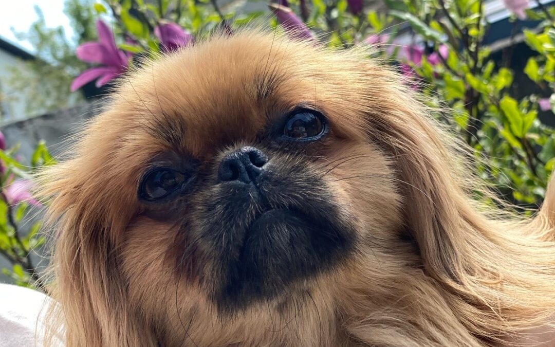 Motya- a special little Pekingese girl -2.5–3 years old- Ukraine war dog-arrival first week of May