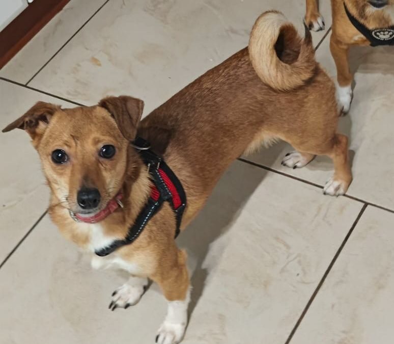 Already in UK (Scotland, DD8):LIZA-1.5-year-old-small- dachshund x Chihuahua- Ukraine war dog