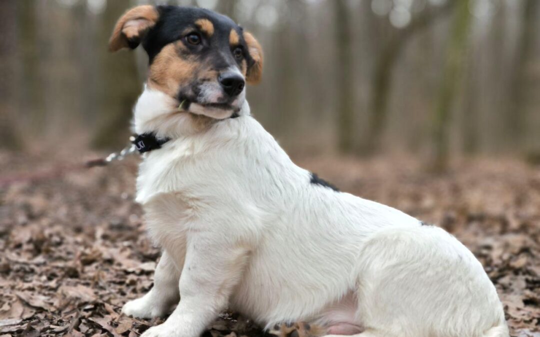 CASPER- small size- 7 months old- Jack Russel cross- Ukraine war dog-arrival mid-June