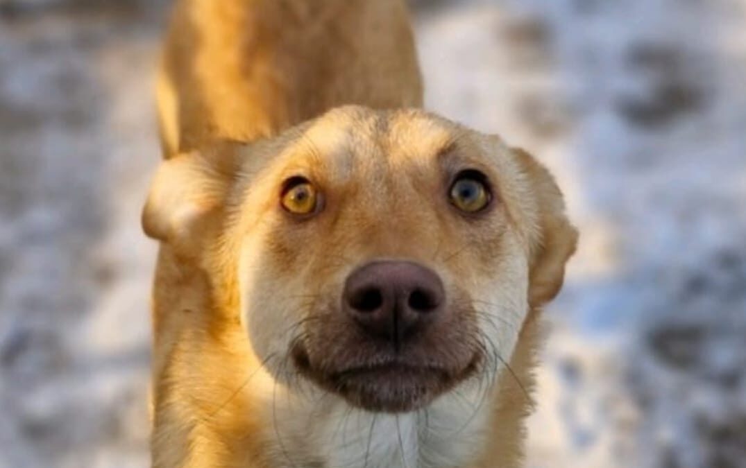 SUNNY- lower-medium sized girl -2 years old- Ukraine war dog-arrival July 20sh