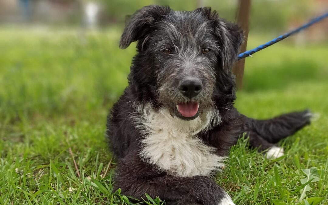 BRAYAN -medium size – 7-month-old boy- Ukraine war dog-arrival mid-June